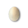 Boiled Egg