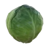 Cabbage