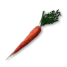 Carrot