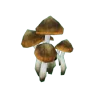 Mushrooms