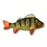 Perch