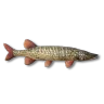 Pike